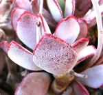 categoria adromischus