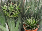 categoria aloe