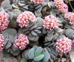 Categoria crassula