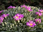 categoria delosperma