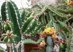 Euphorbia