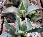 faucaria