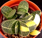 categoria gasteria