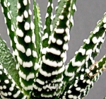 categoria haworthia