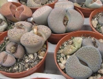 lithops