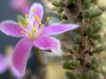 Le portulacaceae