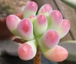 Categoria sedum