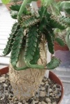 Euphorbia stellata