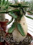 35-euphorbia-stellata3