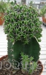 Euphorbia mitriformis innesto