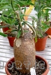 Pachypodium succulentum