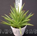 agave stricta nana