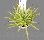 agave stricta nana