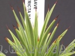 agave stricta nana