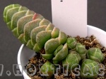 crassula barkley theres