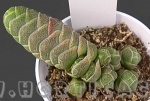 crassula barkley theres