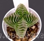 Crassula pyramidalis