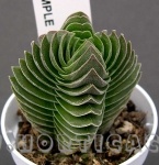 crassula buddas temple