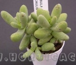 crassula nudicaulis