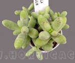 crassula nudicaulis