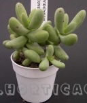 crassula nudicaulis