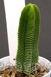 Crassula pyramidalis