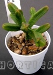 Crassula pyramidalis