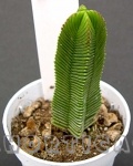 Crassula pyramidalis