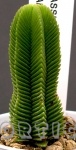 Crassula pyramidalis