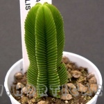 Crassula pyramidalis a 6 coste