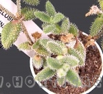 delosperma echinatum