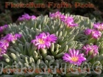 Delosperma sphalmanthoides in fiore