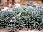 Delosperma sphalmanthoides