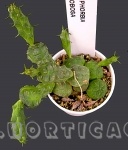 euphorbia globosa