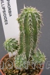 euphorbia phillipsioides