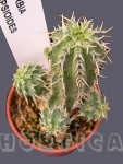 euphorbia phillipsioides