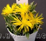 faucaria mostruosa