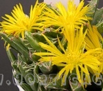 faucaria mostruosa