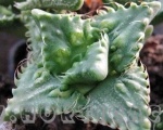 faucaria tuberculosa mostruosa particolare