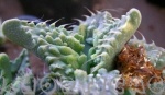 faucaria tuberculosa mostruosa particolare