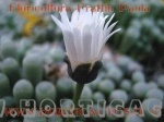 fenestraria rhopalophylla e fiore