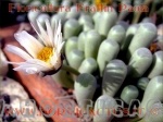 fenestraria rhopalophylla