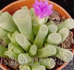 frithia pulcra