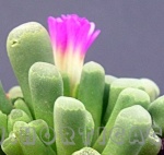 frithia pulcra