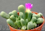 frithia pulcra