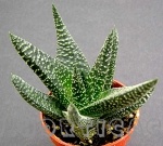 gasteraloe