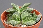 Gasteria sp.053