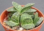 Gasteria sp.053