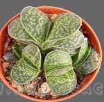 Gasteria sp.053