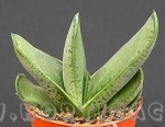 Gasteria gracilis